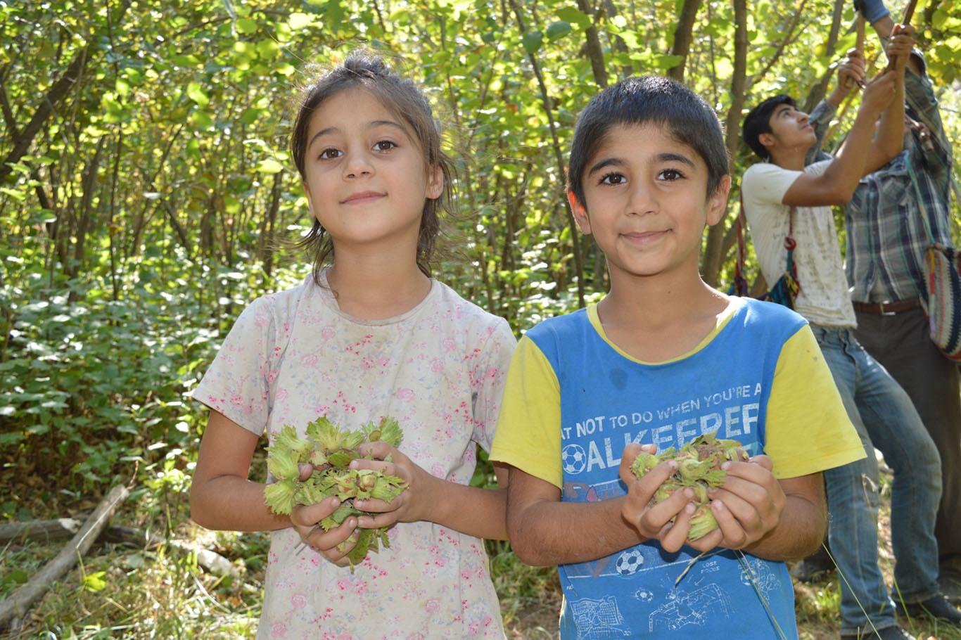 Bitlis'te fındık hasadı başladı